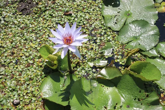 极速六合彩直播